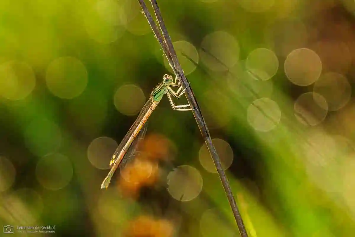 PvdK_2026-05-27_D0828.webp