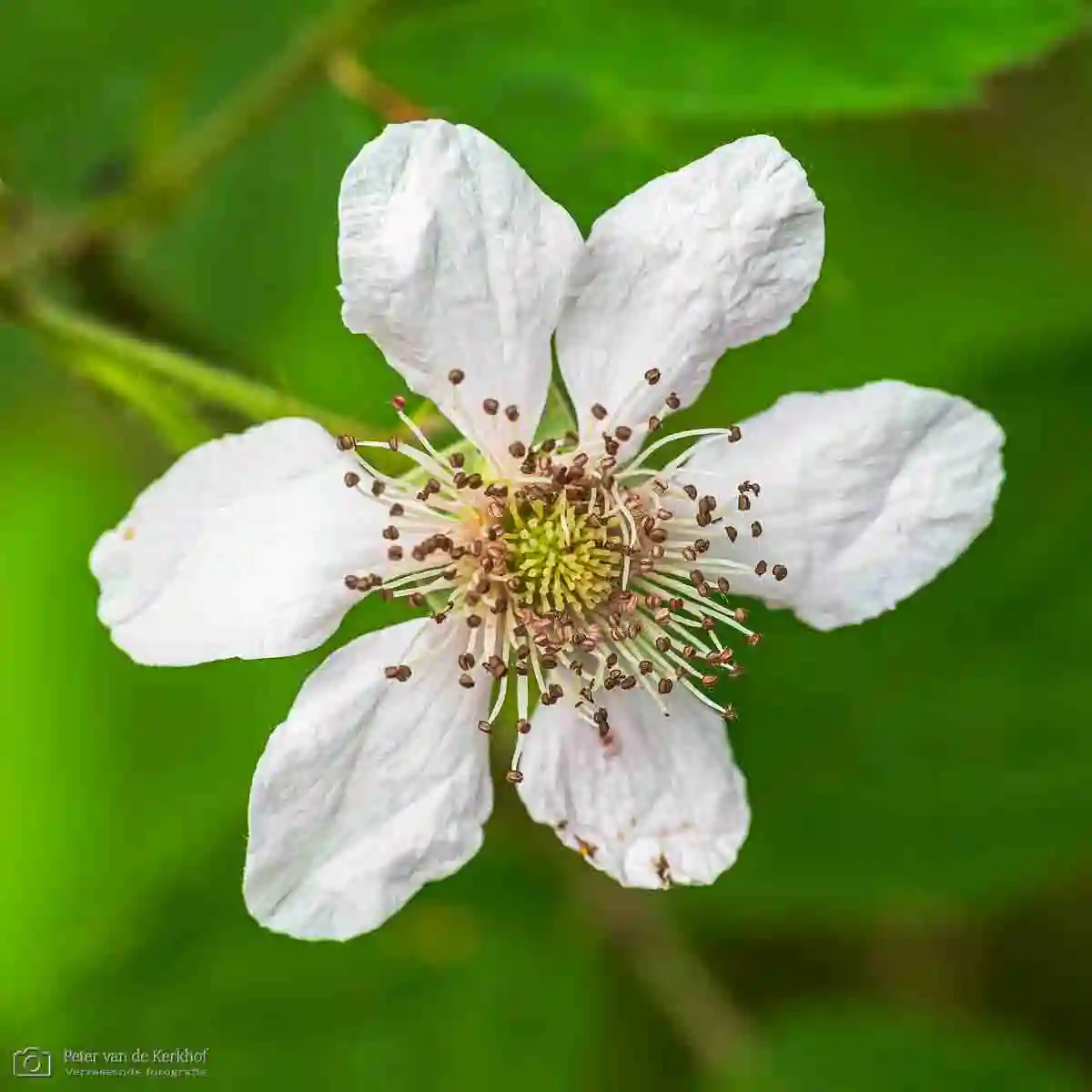 PvdK_2026-05-31_D0883.webp