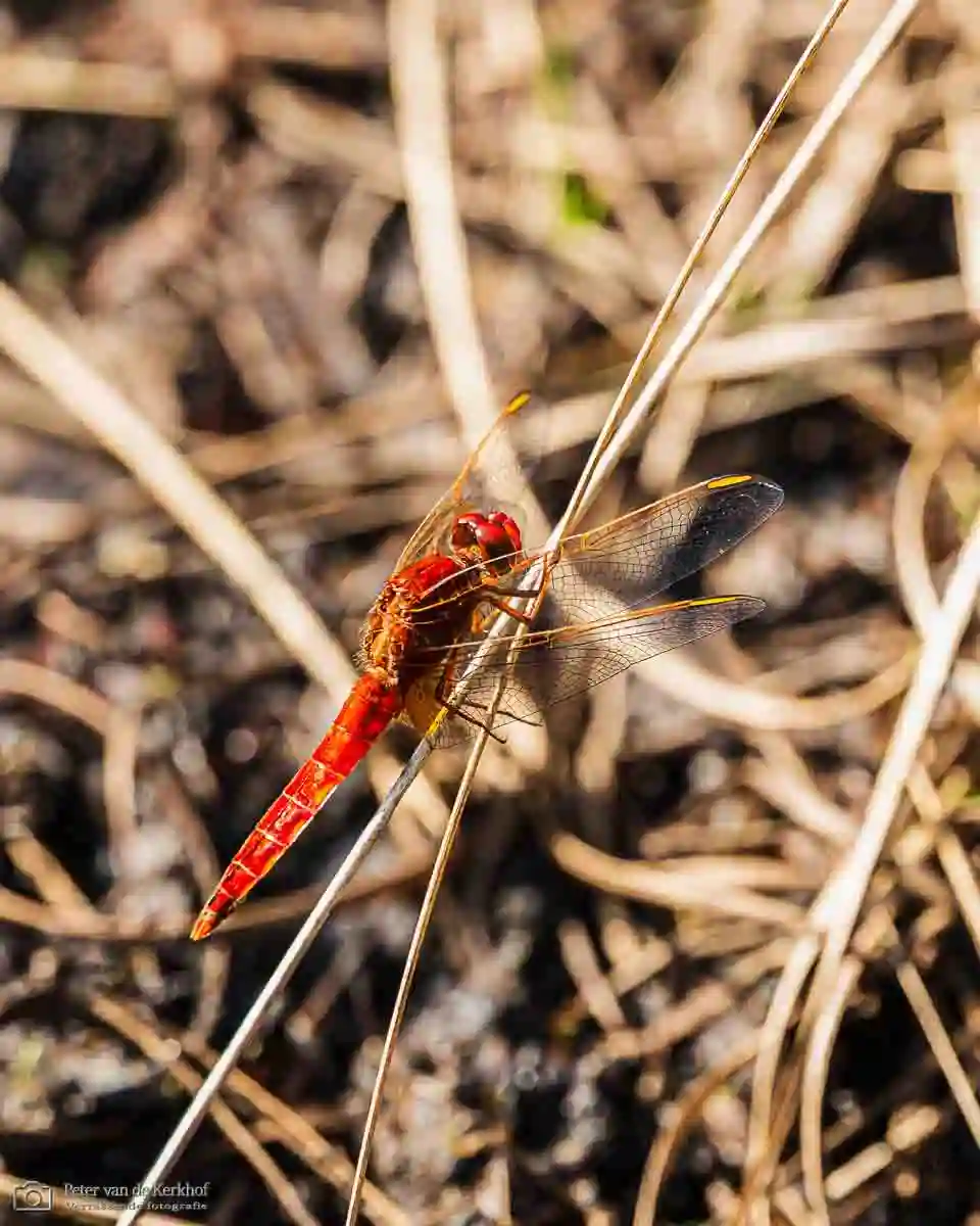 PvdK_2026-06-01_D0909.webp
