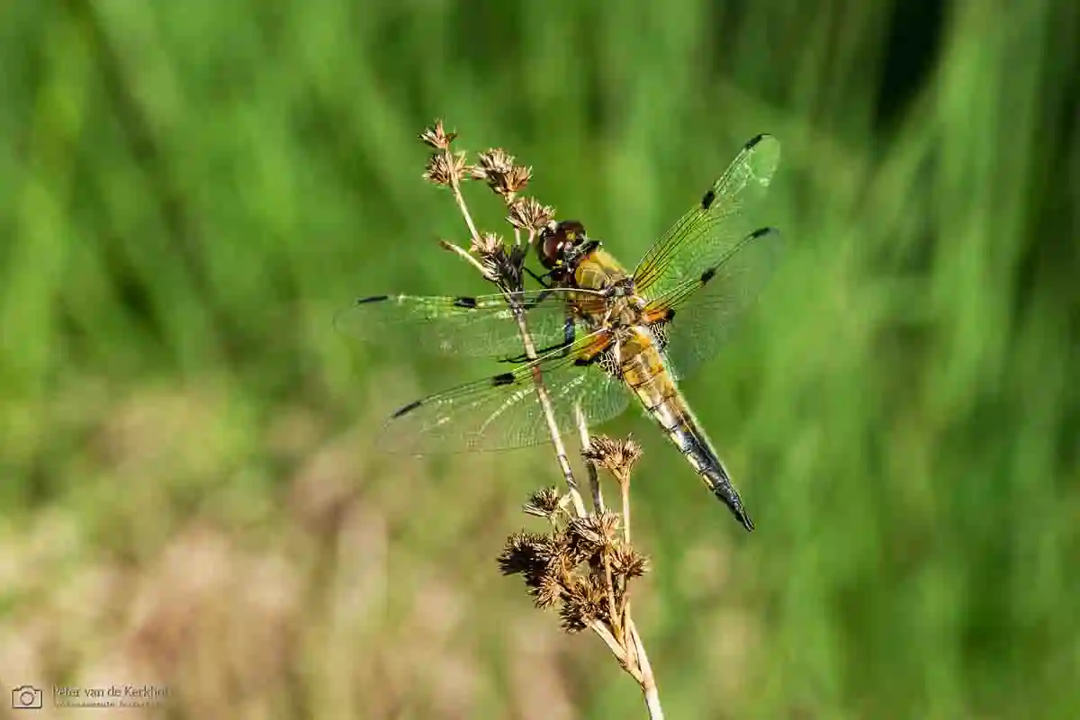 PvdK_2026-06-01_D0927.webp