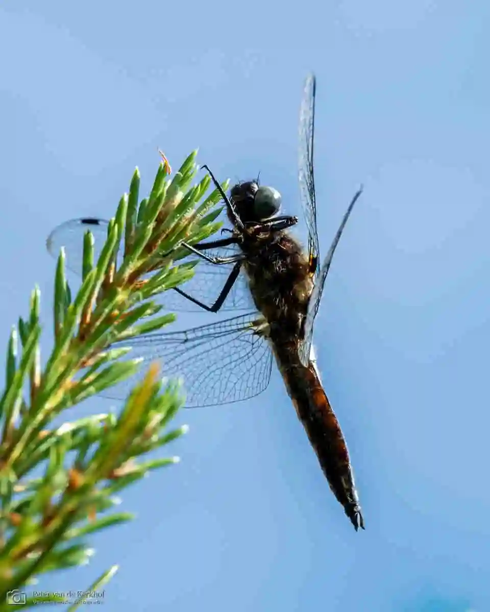 PvdK_2026-06-01_D0934.webp