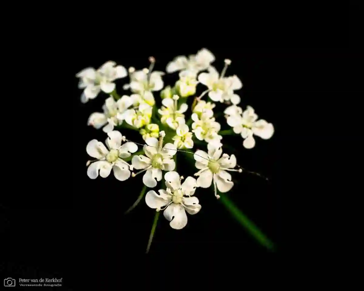 PvdK_2026-07-24_D1820.webp