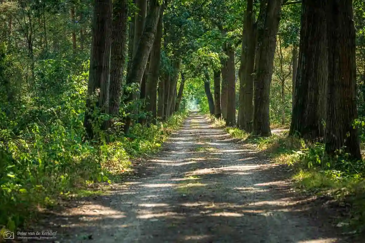 PvdK_2026-08-02_D2194.webp