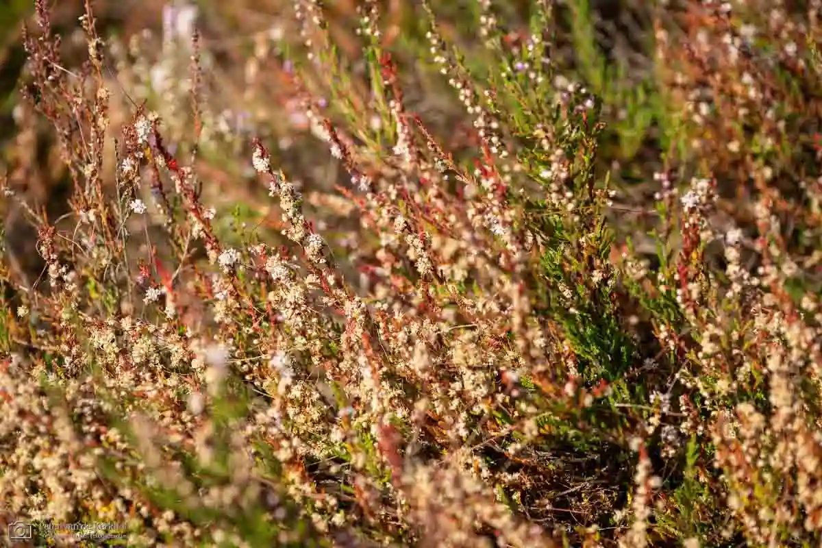 PvdK_2026-08-02_D2199.webp