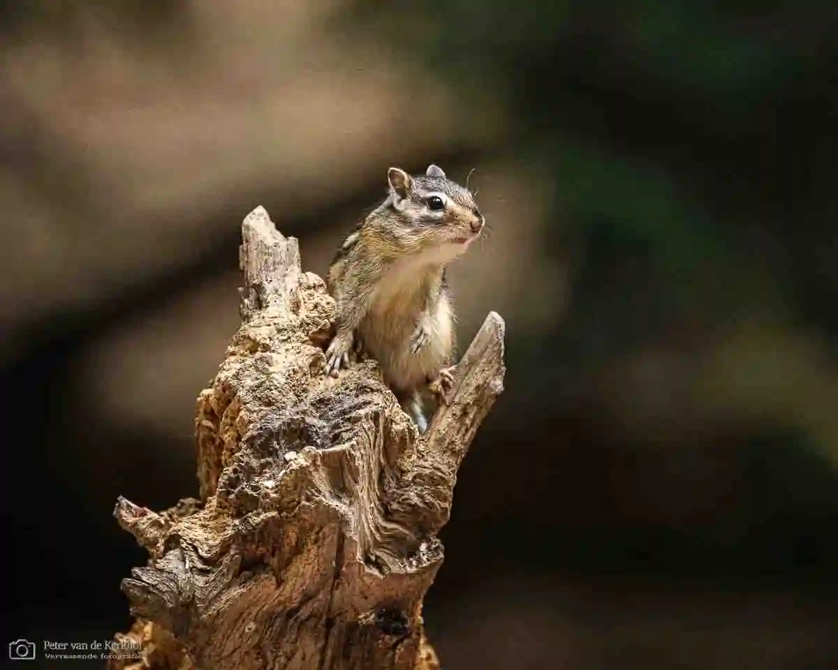 PvdK_2026-08-15a_D2548.webp