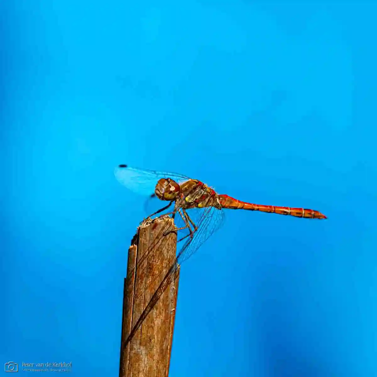 PvdK_2026-08-26_D3024.webp