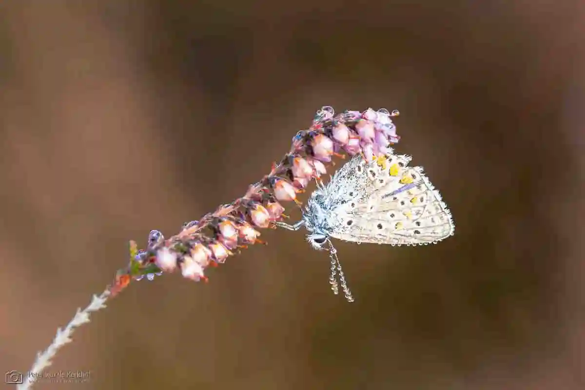 PvdK_2026-09-12_D3320.webp