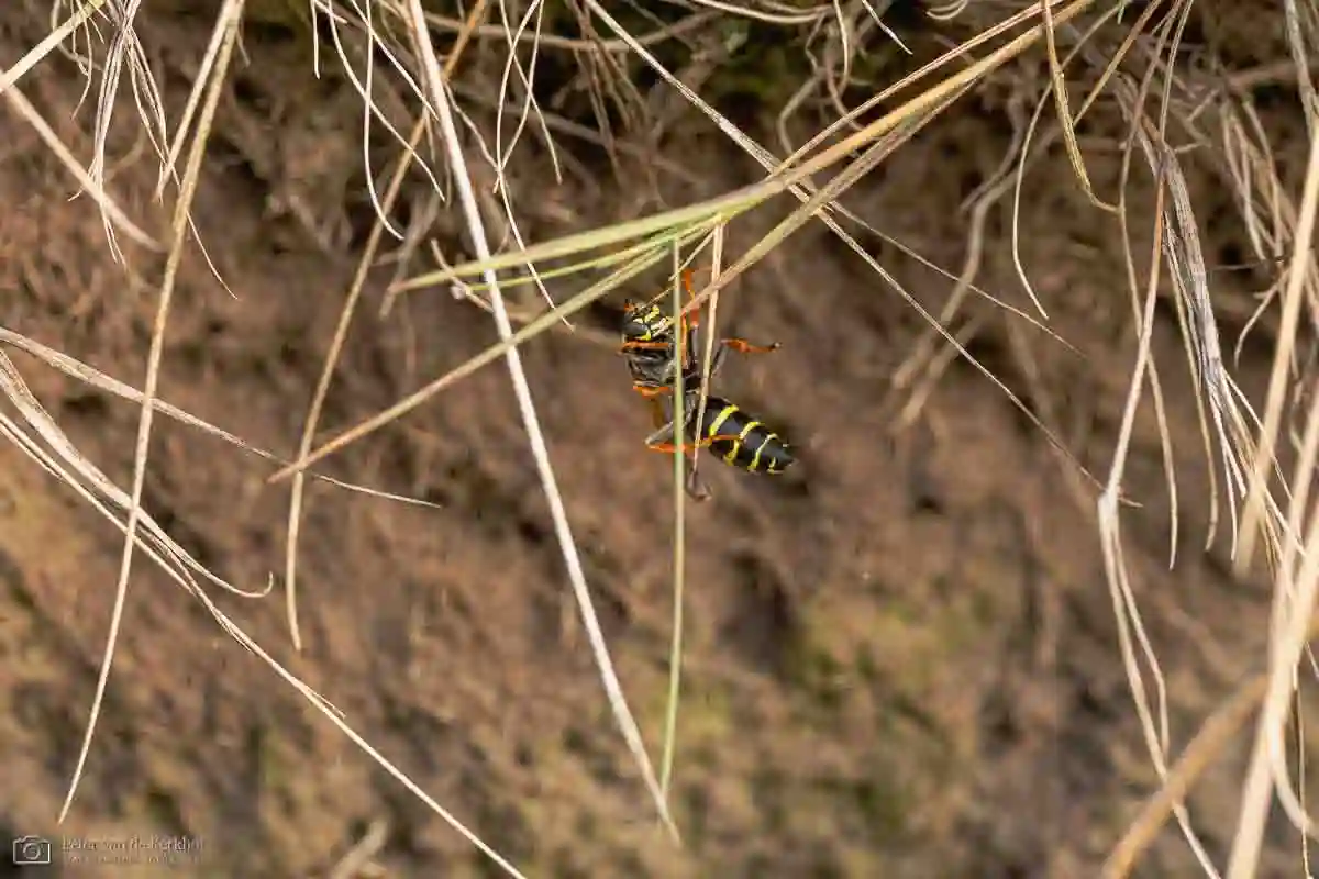 PvdK_2026-09-12_D3327.webp